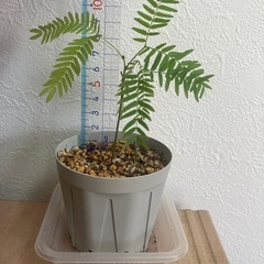 【観葉植物】エバーフレッシュ