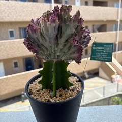 ユーフォルビアラクテマハラジャ