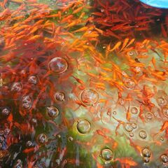 金魚お譲りします！読んでください。↓の画像