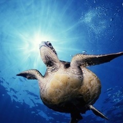 体験ダイビングをやってみませんか🐳