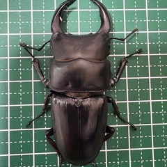 【即ブリ】オオクワガタ♂（69.4mm）