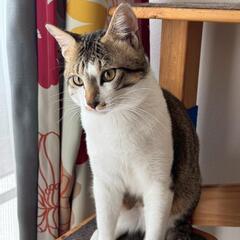 ☆里親募集です☆10ヶ月 やんちゃな男の子♪ - 猫