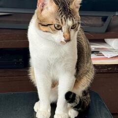 ☆里親募集です☆10ヶ月 やんちゃな男の子♪