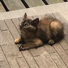 野良の子猫の里親募集 - 猫