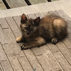 野良の子猫の里親募集 - 小林市