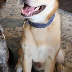 犬が大好き　チビ太　2歳♂　保護犬 - 犬