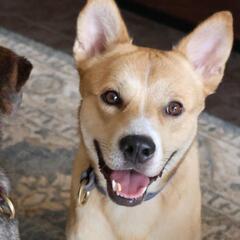 犬が大好き　チビ太　2歳♂　保護犬 - 岡山市