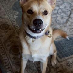 犬が大好き　チビ太　2歳♂　保護犬