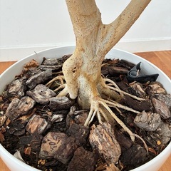 観葉植物　ウンベラータの画像