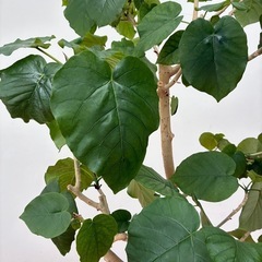 観葉植物　ウンベラータの画像