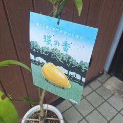 レモンの木！摛の香‼️の画像