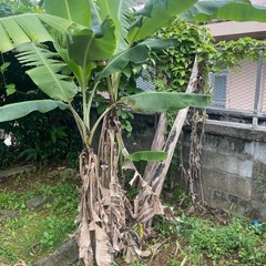 バナナの木