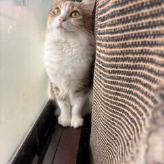 マンチカン 女の子