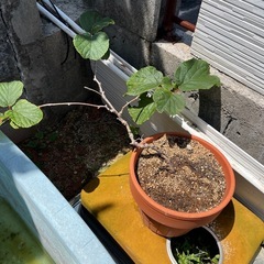 きゅういフルーツの植木の画像
