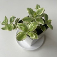多肉植物　ベビーサンローズ　斑入り