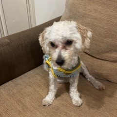 マルプ一1歳5カ月可愛がってくださる方。