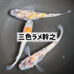 めだかのたまご・針子　【三色ラメ幹之】  　 ゆめめだか　うるま...