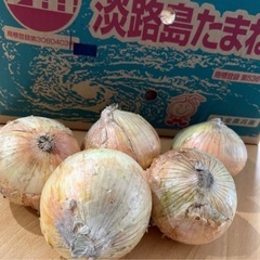 【決まりました】④兵庫県産 新玉ねぎ（大玉10個）