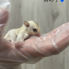 クリミノ　モモンガベビー　ご家族大募集