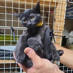 生後一ヶ月半の人大好き黒子猫(三兄弟)