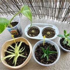 観葉植物5種