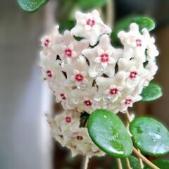 観葉植物　サクララン　ホヤ　マチルダ　つぼみ付き長苗　吊り鉢入り