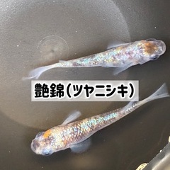 めだかのたまご・針子【艶錦】　ツヤニシキ　ゆめめだか　うるま市　...