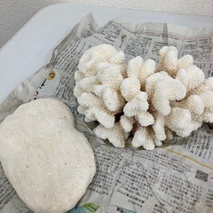 白珊瑚 石 水槽用に 2点まとめ