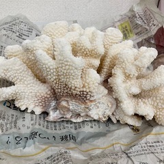 白珊瑚 石 水槽用に 2点まとめの画像