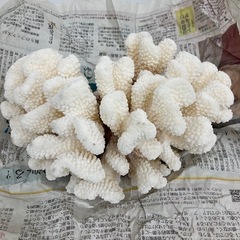 白珊瑚 石 水槽用に 2点まとめの画像