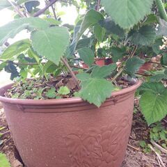 ブラックベリーの大苗★蕾つき★今年の夏収穫用+来期苗オマケ※養蜂にも最適※の画像