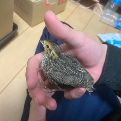 うずら性別不明２羽か1羽