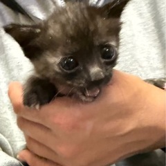 2匹で可愛がってあげて欲しいです