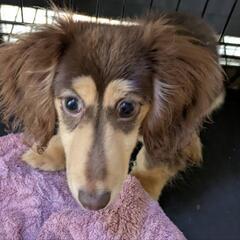 子犬のミニチュアダックス！バーバラです😄胸椎変形あります💦