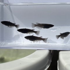 大人気！！メダカ　オロチ　稚魚10匹➕α