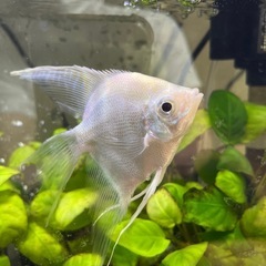 熱帯魚　プラチナエンゼルフィッシュ
