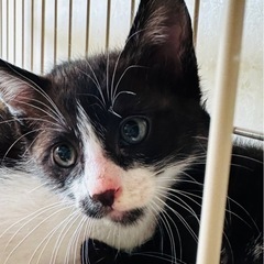 2ヶ月になったばかりの子猫