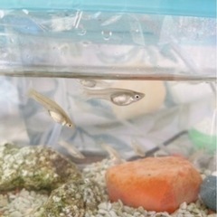 メスのグッピー　お譲りします
