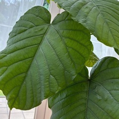 観葉植物　フィカス ウンベラータの画像