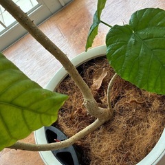 観葉植物　フィカス ウンベラータの画像