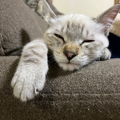 第一候補の方と交渉中です。新規受付停止します。