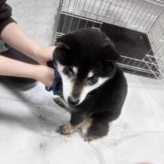 盲目の黒柴シニアのハルです！目が見えなくても不自由ありません😄