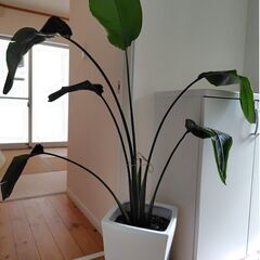 オーガスタ　150cm