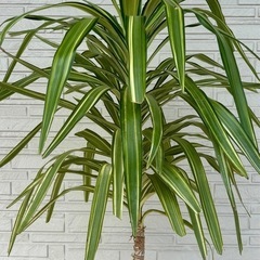 ユッカ エレファンティペス 斑入り バリエガータ ドライガーデン