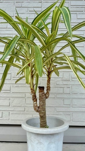 ⚜️ダイコン⚜️ ユッカ　エレファンティペス　バリエガータ　斑入り　2 Spineless Yucca variegata ユッカ エレファンティペス バリエガータ I