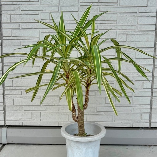 ユッカ エレファンティペス 斑入り ドライガーデン バリエガータ