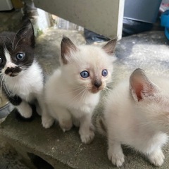 4/21生まれの子猫ちゃん残り一匹キャンセル待ちになります