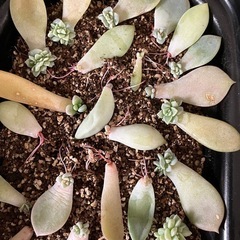 多肉植物　葉挿し