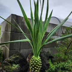 ユッカ　グラリオサ　細葉