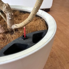 観葉植物　フィカス ウンベラータの画像